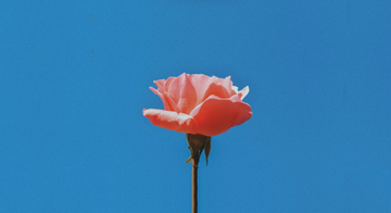 Close-up of a pink rose with soft petals and green leaves, set against a vibrant blue background.